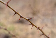 Sharp Thorns On A Branch Of A Bush
