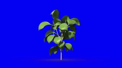 Wall Mural - Animation of green tree growing on blue background