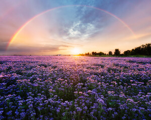 beautiful panorama rural landscape with sunrise and blossoming meadow. purple flowers flowering on s