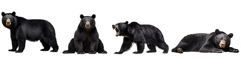 Wall Mural - Black American Bear on transparent background PNG