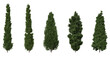 Cypress trees on a transparent background
