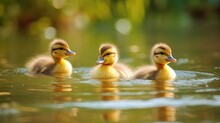 Fluffy Baby Ducks As They Paddle Around In The Water. These Adorable Little Creatures Display Their Innate Swimming Skills, Gracefully Gliding Across Ponds And Puddles. Generated By AI.