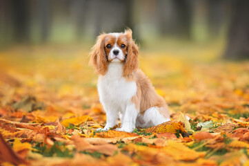 cavalier king charles spaniel dog sitting outdoors in autumn on fallen leaves