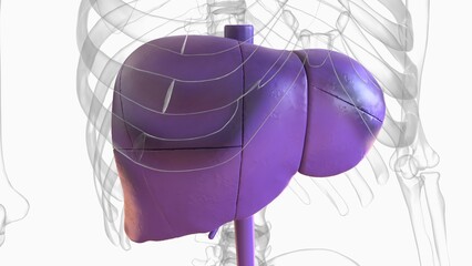 Wall Mural - Liver human digestive anatomy for medical concept 3D rendering