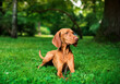 © Olha - A dog of the Hungarian Vizsla breed lies in the grass on the background of a green park. The hunting dog looks to the side. He is brown. The photo is blurred and horizontal