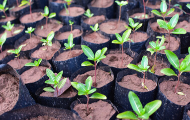 Sticker - planting trees, saplings and green leaves