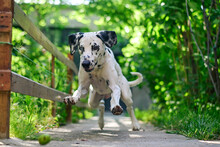 Dog Jumping