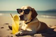 Cute dog - puddle wearing sun glasses enjoying on the beach, generative AI