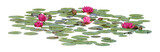 Water lily or Lotus flower, PNG, isolated on transparent background