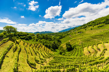 Wall Mural - The Prosecco Hills in Italy