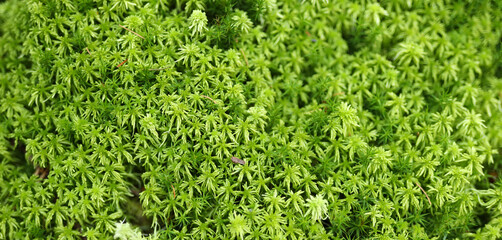 Sticker - Green forest flora, grass close-up.