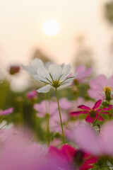 Wall Mural - White cosmos flower in the garden with sunset time