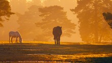 Silhouetted Horse In Orange Fog