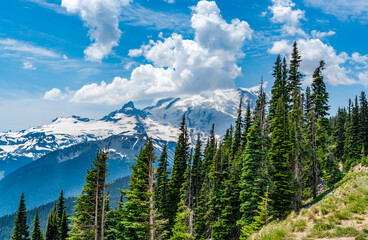 Canvas Print - Mount Rainier And Evergreen Trees