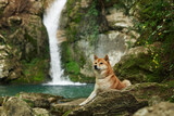 Fototapeta Zwierzęta - dog at the waterfall. Shiba inu in nature. Travel and hiking with an active pet