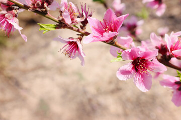 Wall Mural - background of spring blossom tree. selective focus