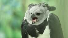 A Rescued Harpy Eagle Looking At Prey - Shallow Depth Of Field