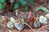 Fototapeta Paryż - The background of chicken species, animals that are grouped together and are blurred by the movement to find food, popular for sale or propagation on farms
