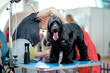 American cocker spaniel during a haircut on a grooming table
