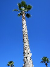 Tall Washingtonia Robusta Palm Trees