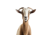 Frontal View Of A Goat, Isolated, White Background, Generative Ai