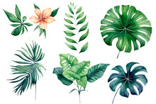 Set Watercolor Autumn Exotic Plants On A White Background.