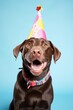 Dog Labrador retriever with birthday party hat on isolated blue background.