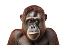 Portrait Of An Ape, Isolated, White Background, Generative Ai
