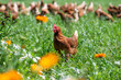 ein braun, rot Huhn oder Henne, Hühner auf einer grünen Wiese mit Blumen. Selektive Schärfe.
