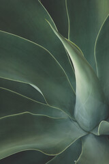 Wall Mural - Blue Green Foliage of Fox Tail Agave Plant in Dark Tone Color as Natural Pattern Background