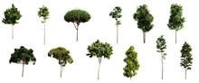 Set Of Different Types Of Pine Trees Isolated On Transparent Background. 3D Render.