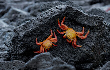 Two Sally Lightfoot Crabs On The Volcanic Rocks, Santa Cruz, Galapagos 
