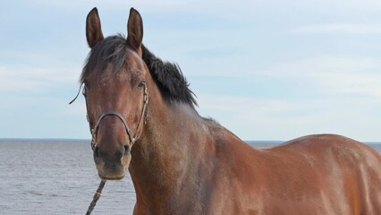 Canvas Print - portrait of bay horse posing against gulf at cloudy evening