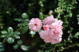 Fototapeta Kwiaty - róże
