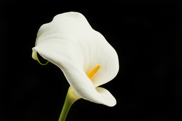 Wall Mural - Arum lilly against black