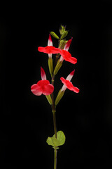 Wall Mural - Salvia against black