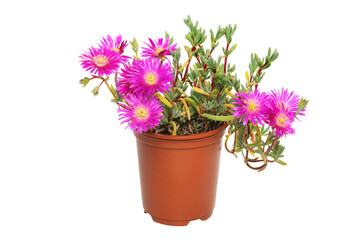Wall Mural - Purple flowered lampranthus
