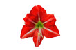 Amaryllis Minerva red flower isolated on transparent background. Belladonna or Jersey Lily plant cut out icon