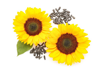 Wall Mural - Beautiful sunflowers and seeds on white background