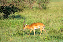 Solitary Impala Ram Grazing In The Serengeti