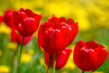 red tulips bloom on a green natural background
