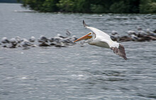 An American White Pelican Flies Low Over A Lake With Wings Spread Wide