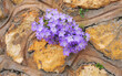 gruppo di fiori viola che crescono trai mattoni di un muro