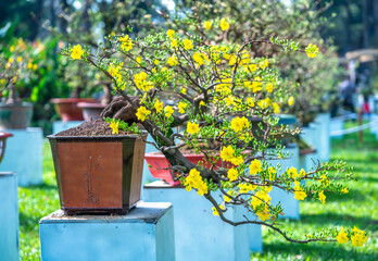 Wall Mural - Apricot bonsai tree blooming with yellow flowering branches curving create unique beauty. This is a special wrong tree symbolizes luck, prosperity in spring Vietnam Lunar New Year 2023