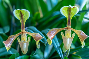 Paphiopedilum orchids flowers bloom in spring lunar new year 2023 adorn the beauty of nature, a rare wild orchid decorated in tropical gardens