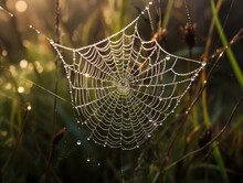 Macro Dew-Covered Spiderweb Photography AI Generated