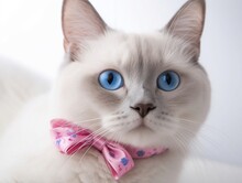 Purrfectly Pretty: White Cat With Blue Eyes And Pink Bow, Close-up Shot, Isolated On White, Generative AI