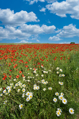 Canvas Print - Beautiful summer day over poppy field