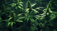 Flower Bud Of Cannabis Satival In The Greenhouse, Marijuana Flower Bud Background, Herbal Medicine. Generative AI