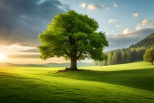Pring Meadow With Big Tree With Fresh Green Leaves